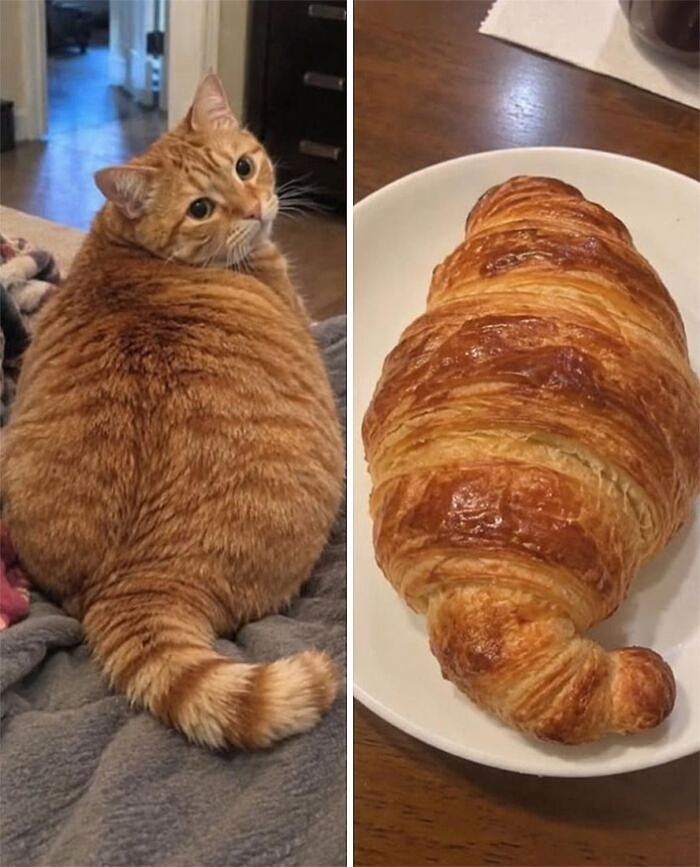 Коты похожи на еду: подборка фотографий