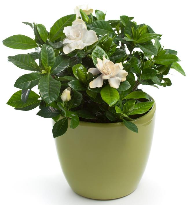 Цветы для спальни: на что обратить внимание при выборе (35 фото)