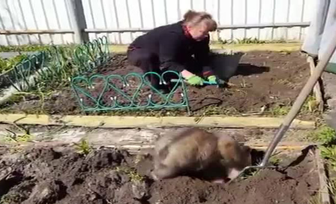 Медведь пришел на дачный участок и стал помогать сажать картошку. Видео