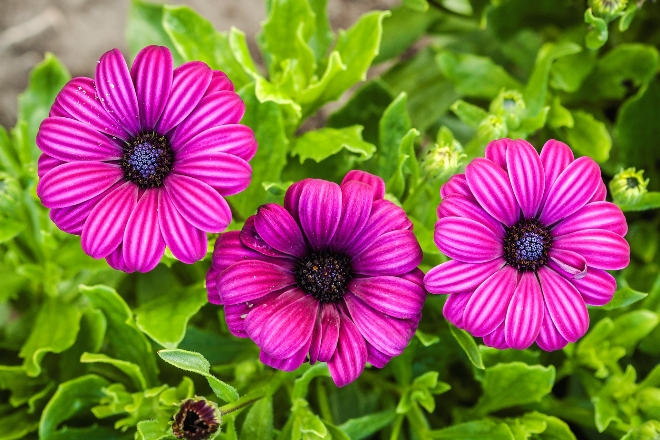 Палисадник перед домом: размер, стиль, выбор растений (80 фото)