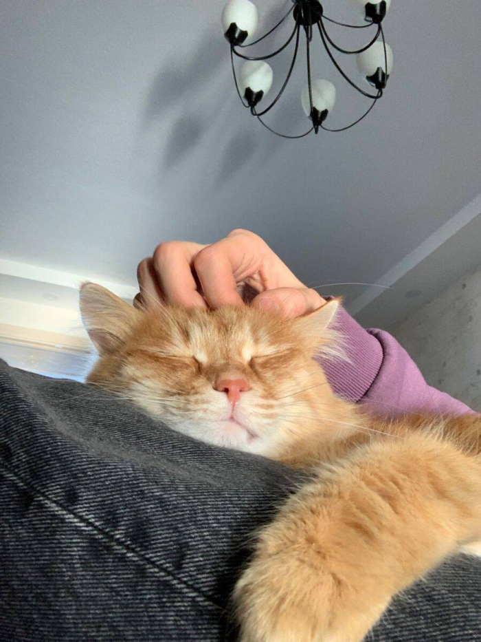 Почему кошки топчут лапками и урчат: особенности поведения