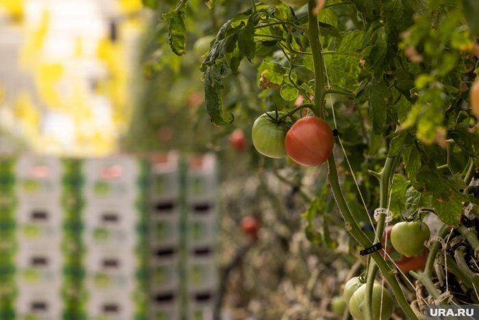 Почему рассада томатов падает и бледнеет в апреле: причины и решения