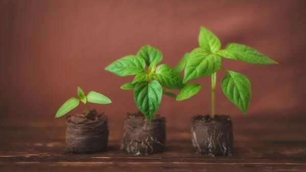 Никогда не делайте этого с рассадой! 5 фатальных ошибок, которые парализуют рост