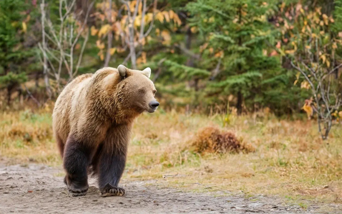 "Медведи не боятся грибников": в Ульяновской области хищники лягут спать позже всех