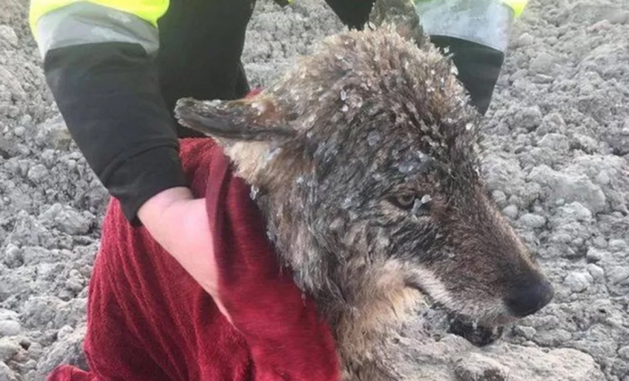 Люди бросились спасать пса из ледяной воды, но на берегу поняли, что перед ними не собака, а настоящий лесной волк