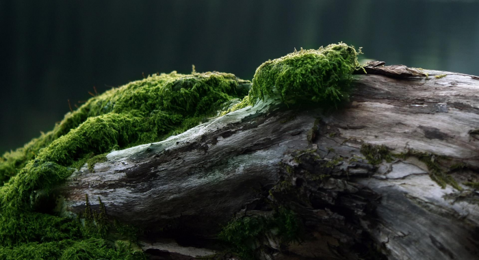 Идеи для сада: простые и оригинальные варианты (65 фото)