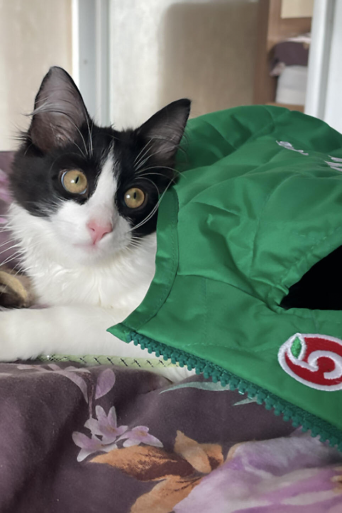 Хрюкающая Панда, ласковая Мила и гордый Гермес: три истории о том, как коты из приютов обрели дом