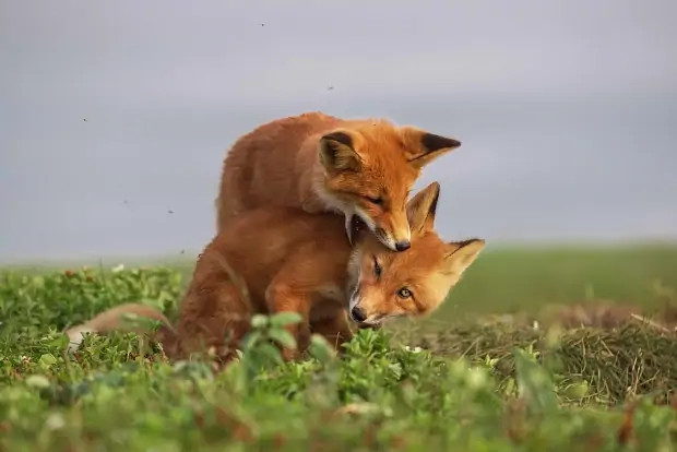 Лучшие фильмы про животных: 15 кинолент с высоким рейтингом