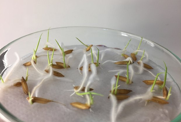 Огород на подоконнике: оборудование, выбор растений, уход. Какие культуры можно вырастить в домашних условиях