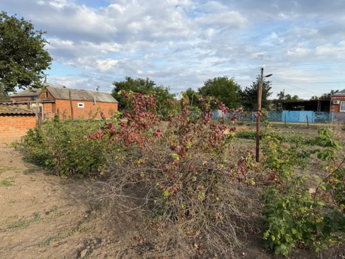 Ошпарьте тлю кипятком: рабочий метод для смородины