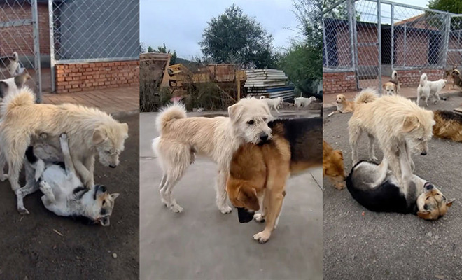 Невзрачный пес стал альфа-вожаком в стае волкодавов. Усмиряет всех одним видом: видео