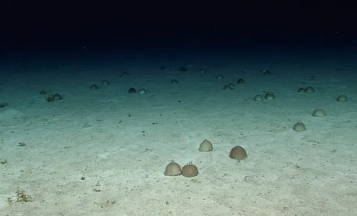 На дне Карибского форма нашли неизвестную форму жизни. Синее вещество собирается в большие шары когда замечает людей