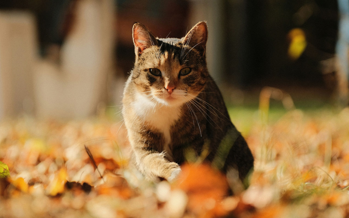 Домашние коты впервые увидели уличных, но не были к этому готовы. Видео