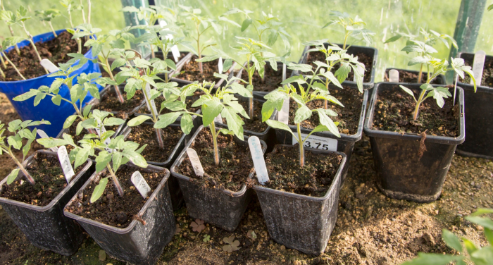 Не сажайте томаты под углом: три причины, почему это снижает урожайность