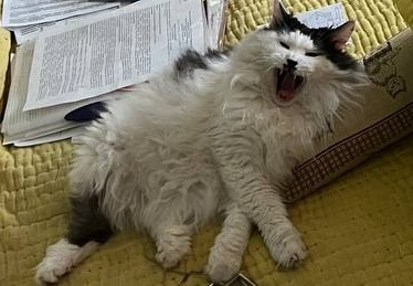 Стрижём Митю