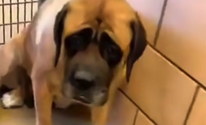 Собаку забрали из приюта домой, но она все время смотрела в пол. Потом хозяин показал ее через год