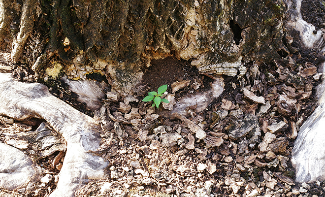 Туристы в лесу нашли елку, которая растет прямо из ветки другой елки