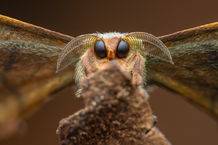 Неземные пейзажи, грибные зомби и нескончаемая борьба за жизнь. Ни на что не похожий мир — на снимках лучших фотографов