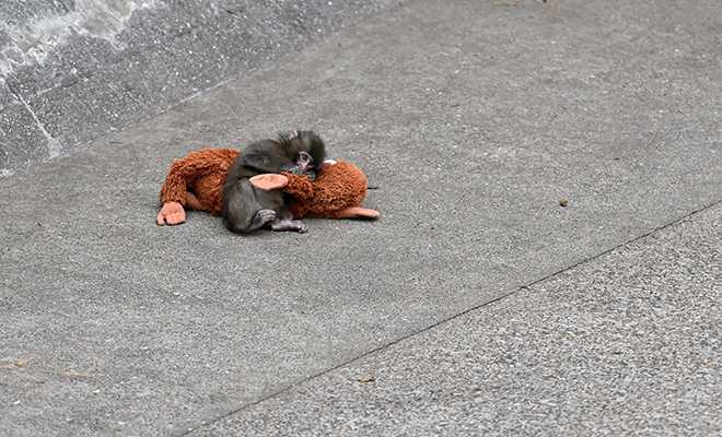 Плюшевая игрушка стала лучшим другом для молодой обезьянки