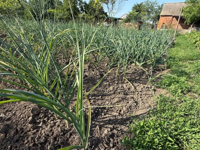 3 года чеснок чахнул и гнил, пока не перестал сыпать мочевину: весенний лайфхак, о котором молчат агрономы