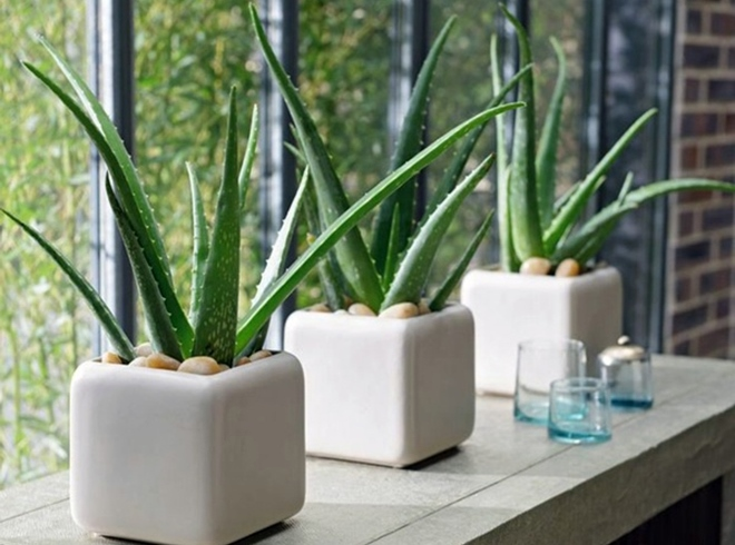 Цветы для спальни: на что обратить внимание при выборе (35 фото)