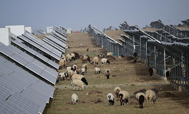 Солнечная электростанция в Китае изменила климат вокруг себя. В пустыне выросла трава и даже пришлось завести овец