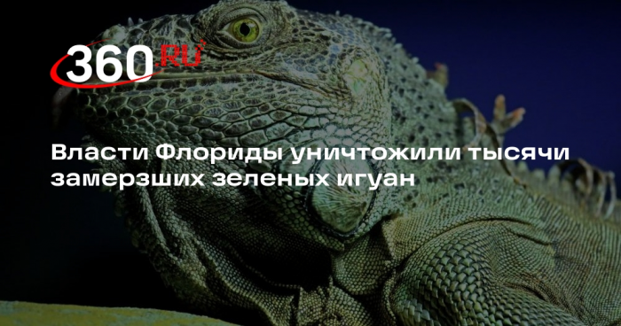 Во Флориде усыпили более пяти тысяч игуан после резкого похолодания