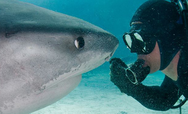 Дайвер помог акуле на глубине и поплыл дальше. Через три месяца она нашла человека и узнала его: видео