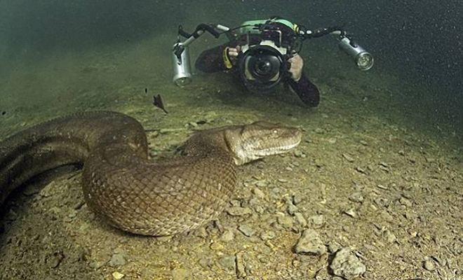 Дайвер исследовал дно реки в Бразилии, когда «большое бревно» двинулось и открыло глаза: видео