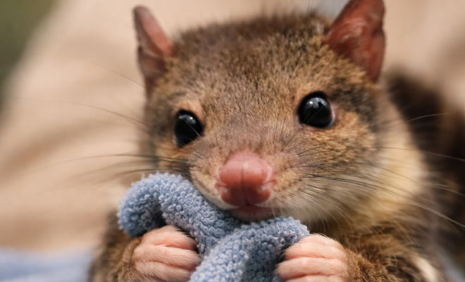 Фермер установил ночную ловушку, а утром обнаружил там существо, считавшееся вымершим более века