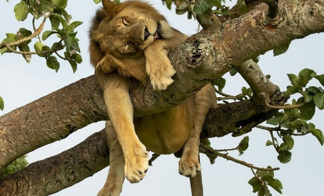 Как спят разные животные: совы лежат клювом вниз