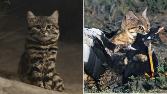 Не верьте милой мордочке: этот зверь, убивает каждые 50 минут