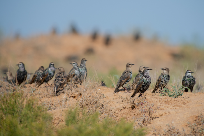 Записки астраханского натуралиста. Скворцы, вестники весны