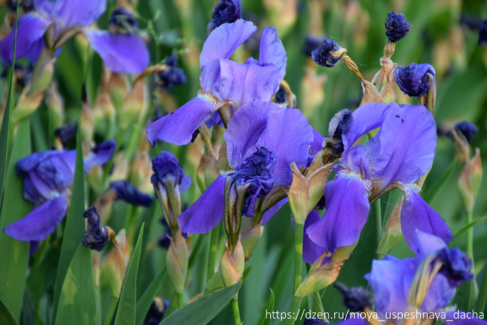 Весенний уход за ирисами: ключевые этапы для пышного цветения