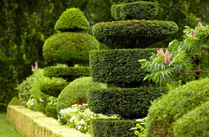 Неприхотливые декоративные кустарники в ландшафтном дизайне: фото и описания (56 фото)