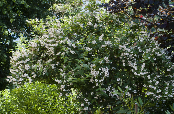 Неприхотливые декоративные кустарники в ландшафтном дизайне: фото и описания (56 фото)
