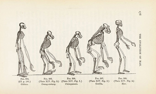 Ученые объяснили, почему на Земле все еще есть обезьяны, раз эволюция продолжается