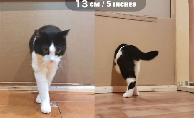 В какого размера дырку сможет протиснуться кот. Эксперимент сняли на видео