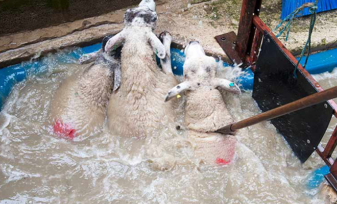 300 овец загнали в ящик и опустили под воду на несколько минут: смотрим, зачем это понадобилось