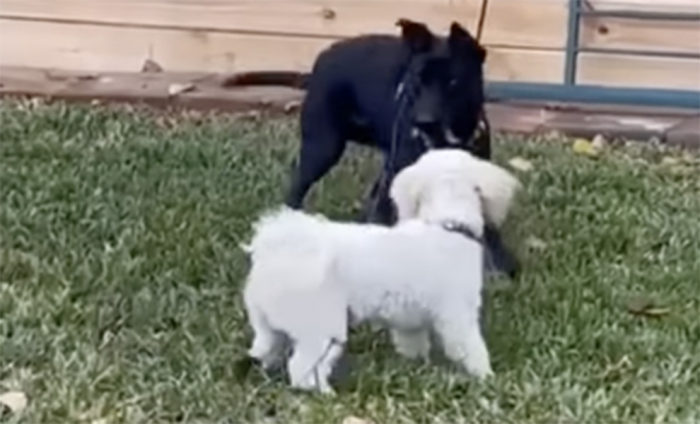 Собаку забрали у плохого хозяина и она все время смотрела в угол, пока ей не помогла другая собака