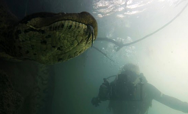 Дайвер исследовал дно реки в Бразилии, когда «большое бревно» двинулось и открыло глаза: видео