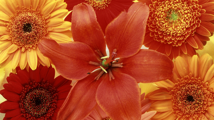 Как собрать красивый и недорогой букет: ТОП‑5 стойких цветов, которые не завянут быстро