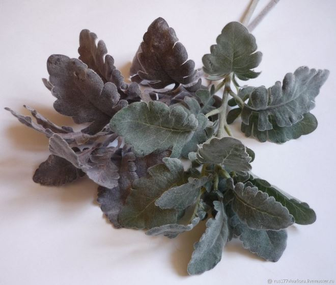 «Седой» цветок или прекрасное комнатное растение цинерария (61 фото)