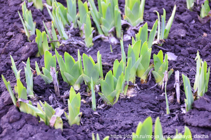 Весенний уход за ирисами: ключевые этапы для пышного цветения