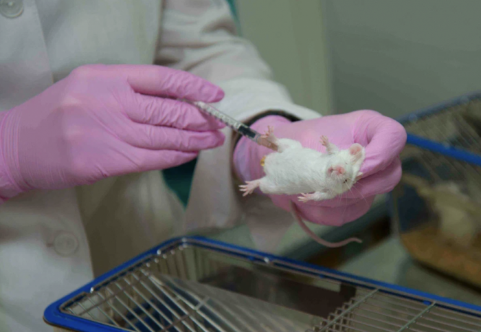 Ученые нашли способ улучшить координацию движений у мышей с тяжелым генетическим заболеванием