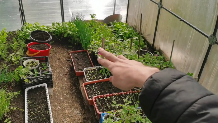 Какие культуры сажают в декабре для раннего и богатого урожая, согласно посевному календарю