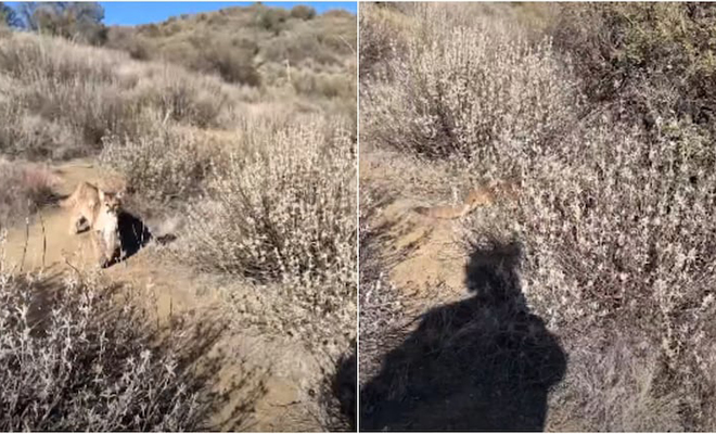 Мужчина зарычал на пуму так, что она испугалась и убежала: видео