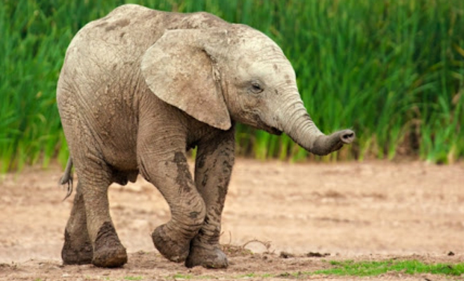 Слон пришел на участок воровать еду, а потом спрятался за столбом, чтобы его не увидели сторожа