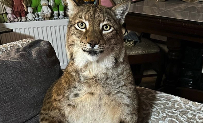 Женщина в Сибири выходила подобранную рысь и оставила ее дома как кошку