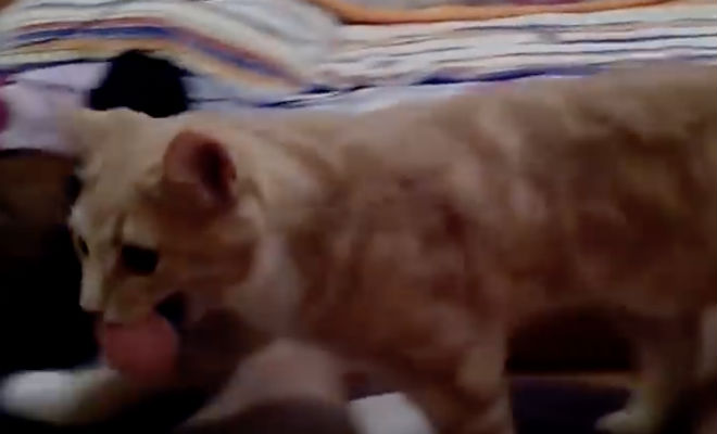 Российский кот думает, что он собака: хозяева снимают на видео